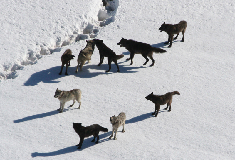 A pack of gray wolves on a snowy landscape. Image: Wikimedia